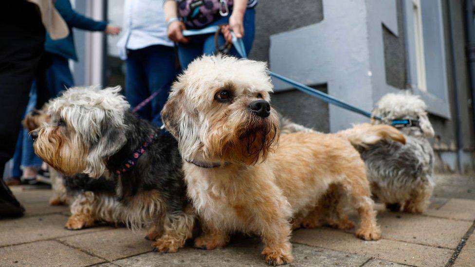 Dandie dinmont terrier