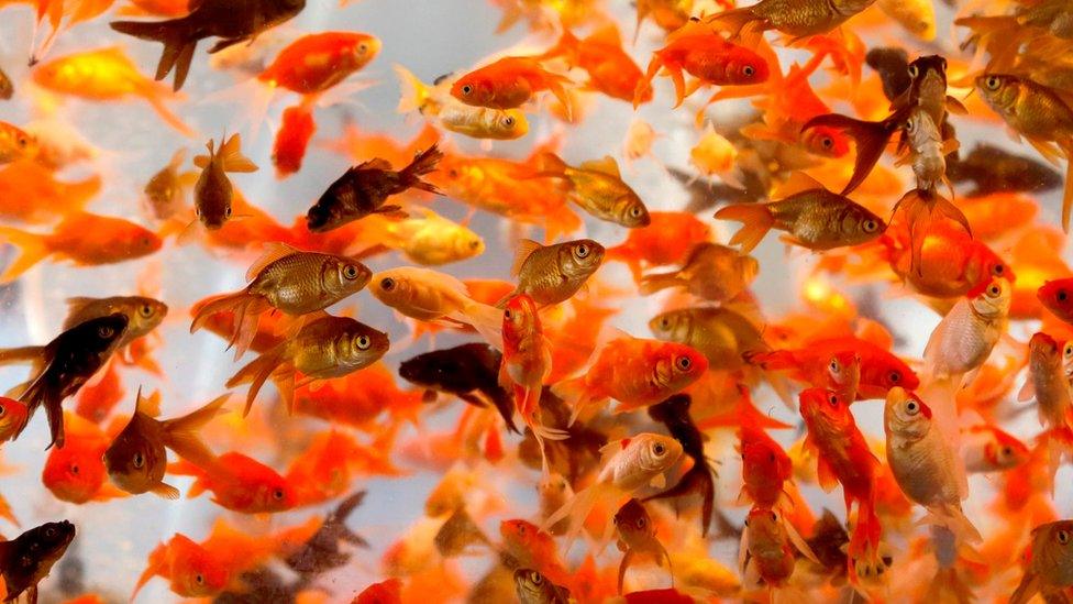 A picture of dozens of goldfish in a tank