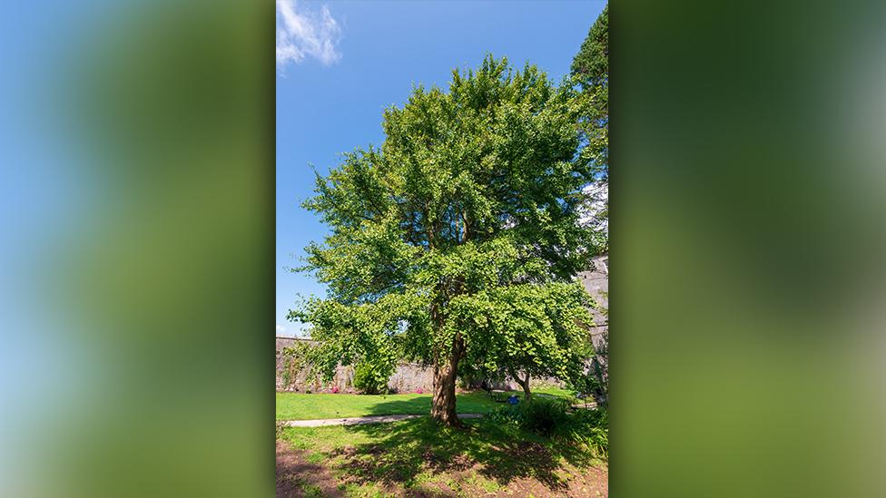 The Pembroke Dock Ginkgo, Pembrokeshire