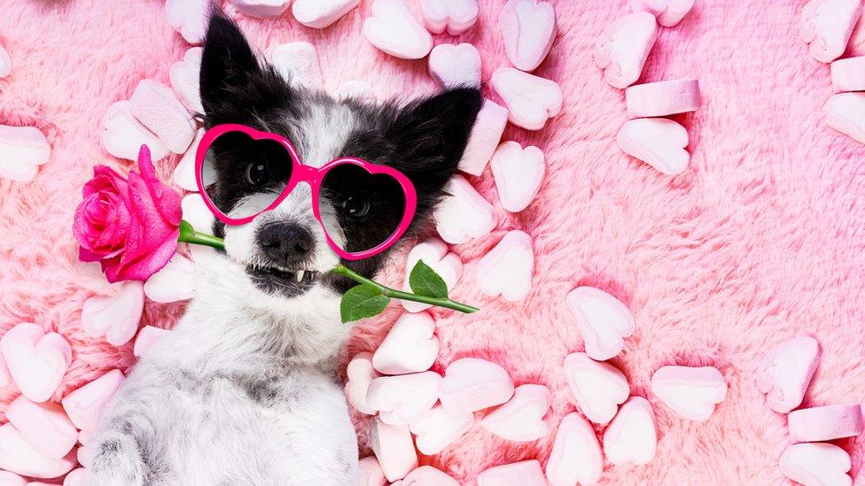 Puppy-lying-on-pink-rug-surrounded-by-marshmallows.