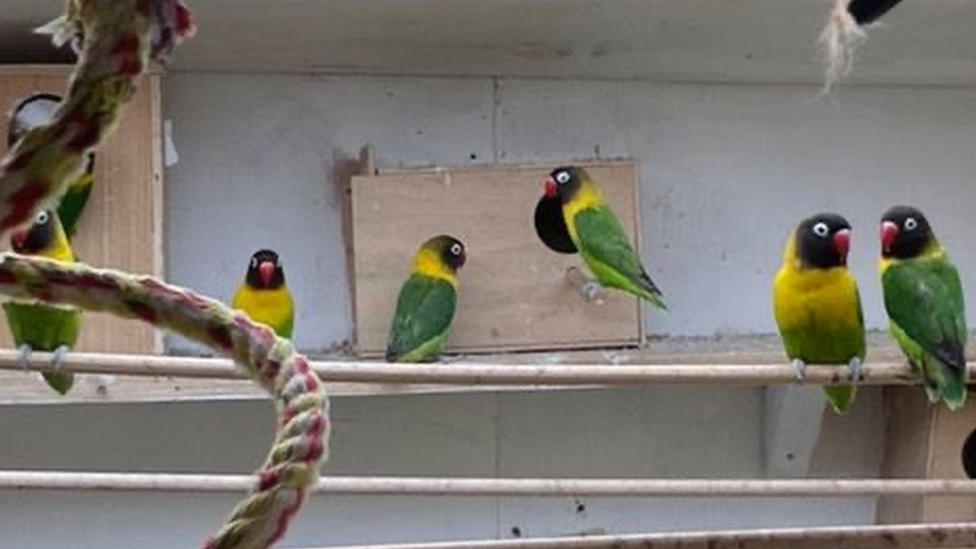 green and yellow birds