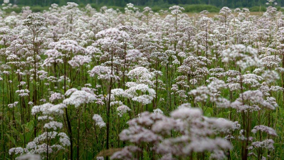 Wild carrot