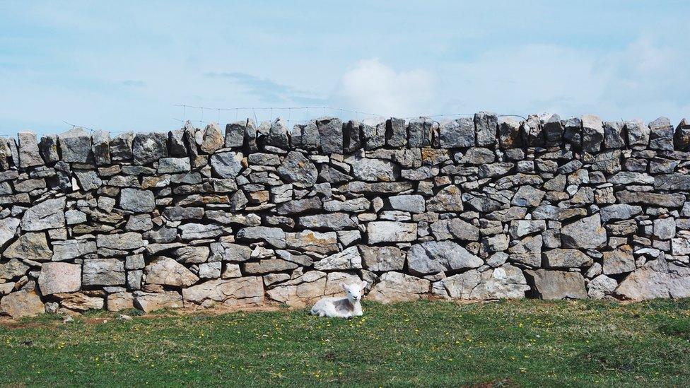 A lamb sat on the grass by a wall