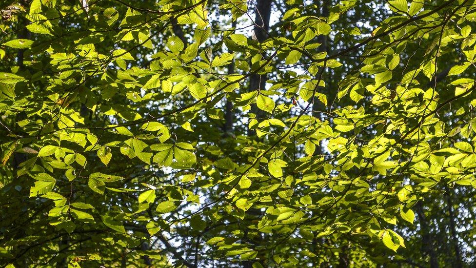 Many slippery elm tree leaves in sunlight with yellow green tint