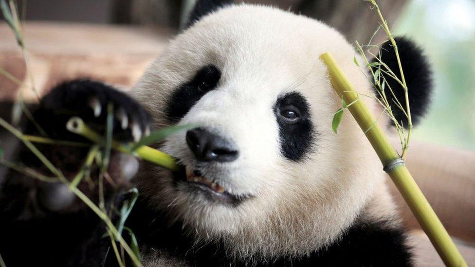 One of the two Chinese panda bears is seen eating bamboo as the German Chancellor and the Chinese President (both unseen) visit their compound during a welcome ceremony at the Zoologischer Garten zoo in Berlin on 5 July 2017