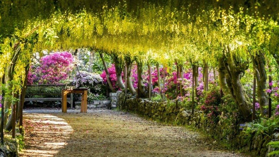 The golden laburnum arch at the closed Bodnant Gardens, Conwy