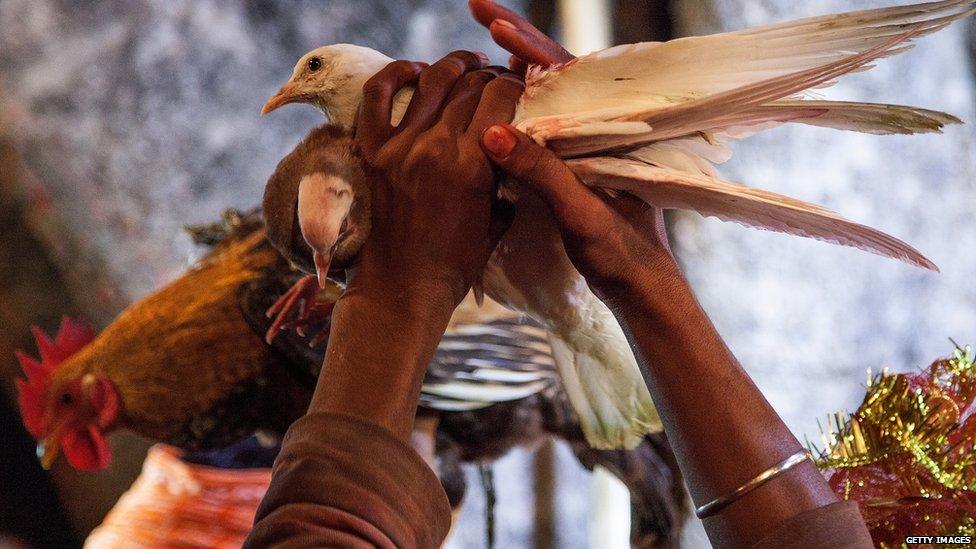 Birds to be sacrificed at the Gadhimai temple (Nov 2014)