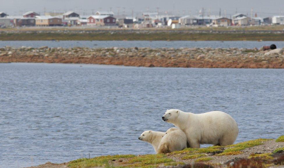 A mother polar bear and two cubs