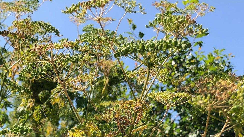 The umbrels of the hemlock plant