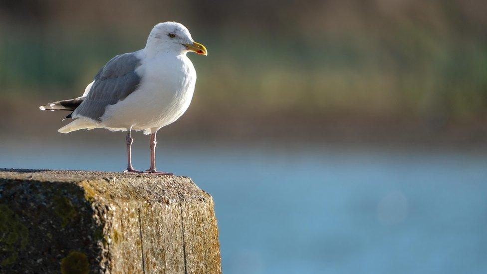 Herring gull