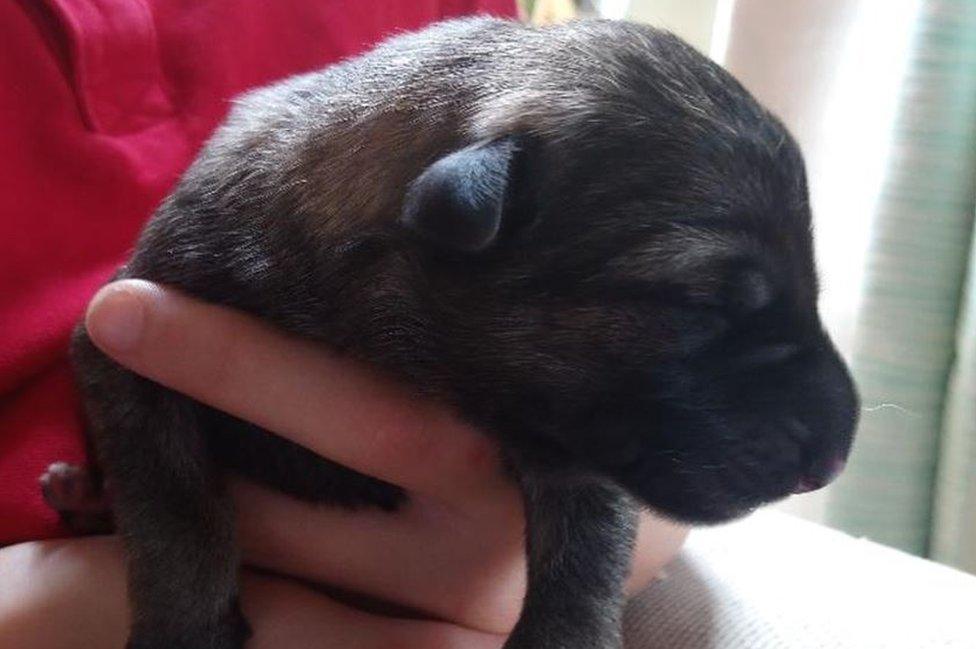 Guide dog puppy Finn