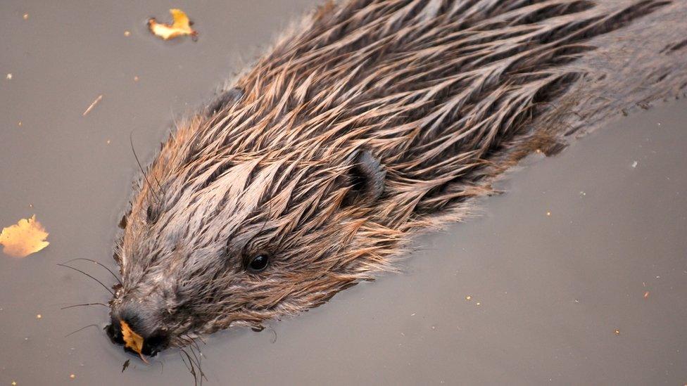 European beaver