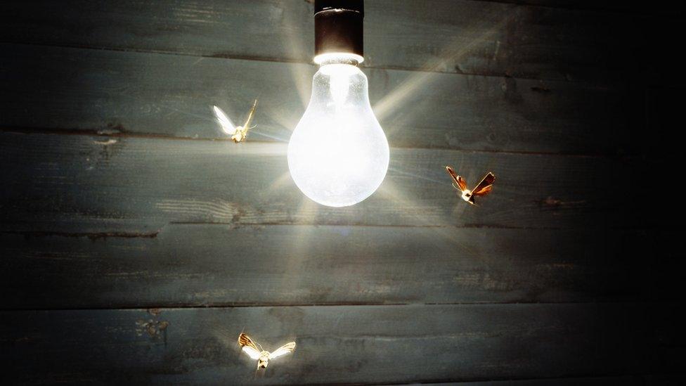 Moths around a light