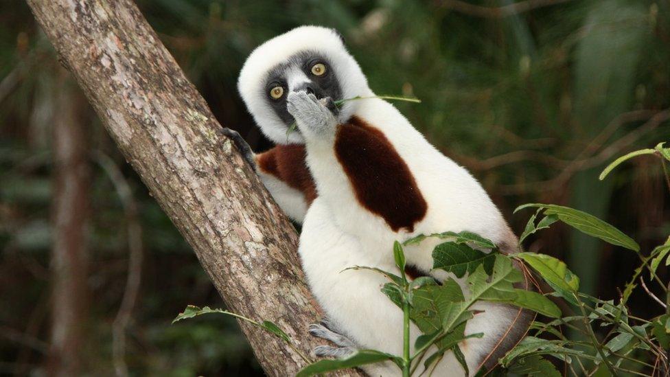 A lemur clinging to a branch covers its mouth and looks shocked