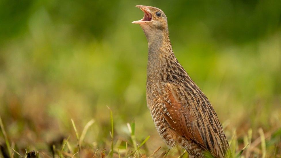 Corncrake