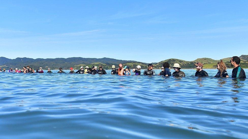 This picture taken on 11 February 2017 shows volunteers forming a human chain to stop pilot whales from becoming stranded at Farewell Spit in New Zealand.