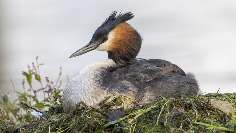 A pūteketeke bird