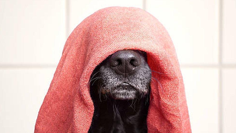 A dogs with a towel on it's head