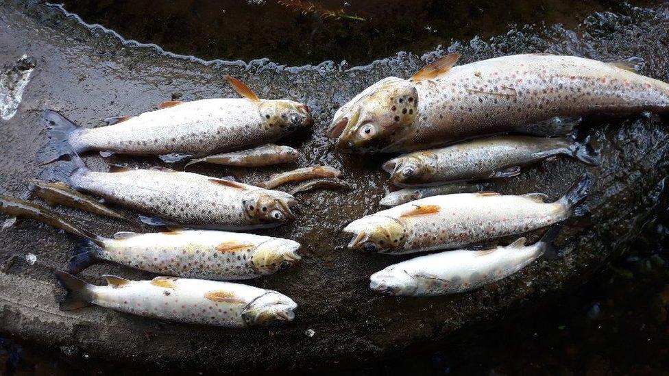 Brown trout from fishkill