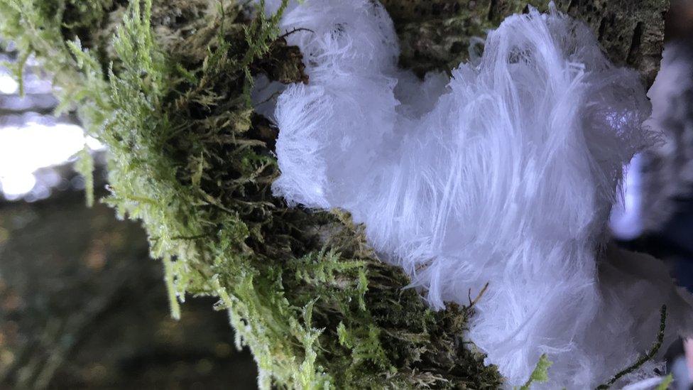 Ice hair pictured in Castle Archdale County Fermanagh at the weekend