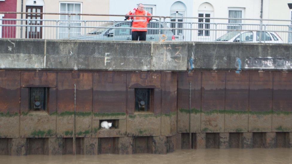 cat in a river wall