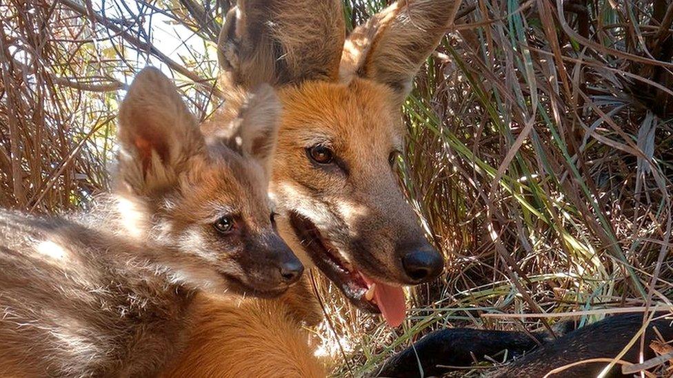 Mother maned wolf lies in the grassland den with one of her pups lying on top of her