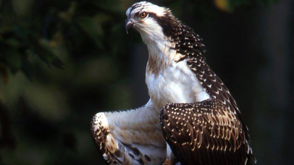 Osprey