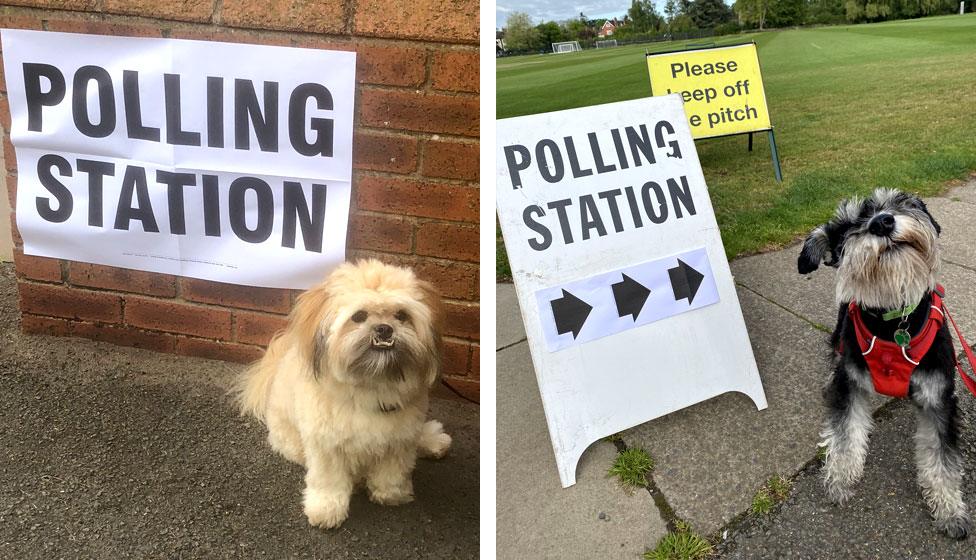 Two dogs pose next to polling station signs on election day 2022