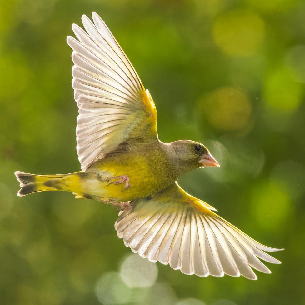 Greenfinch