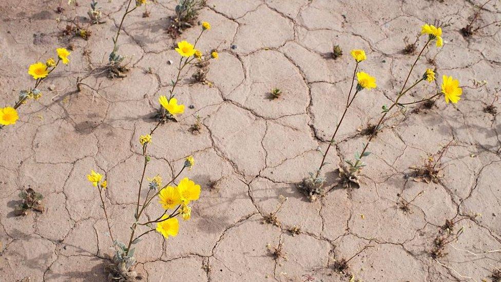 Yellow wildflowers line the highway through Death Valley National Park, in Death Valley, California, March 4, 2016. Unusally heavy rainfall in October trigged a 'super bloom,' carpeting Death Valley National Park,