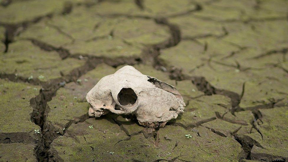 Animal skull on a dried up river bed