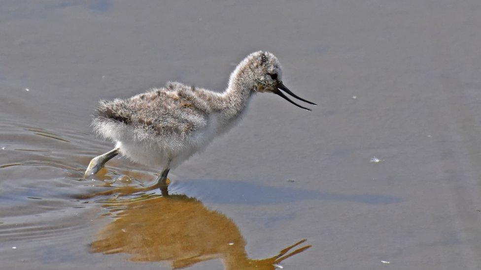 Avocet chick on Wader Lake