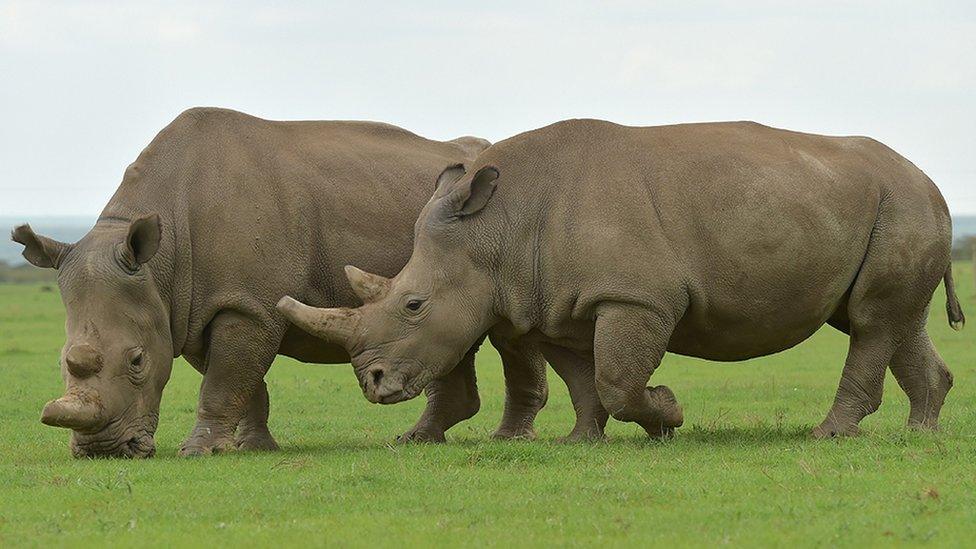 Najin and Fatu, the only remaining female northern white rhinos