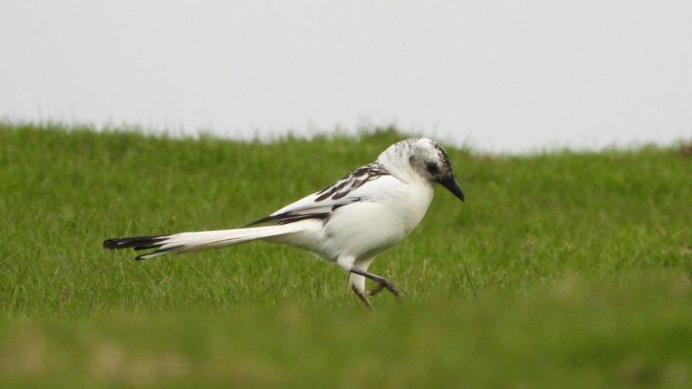 magpie