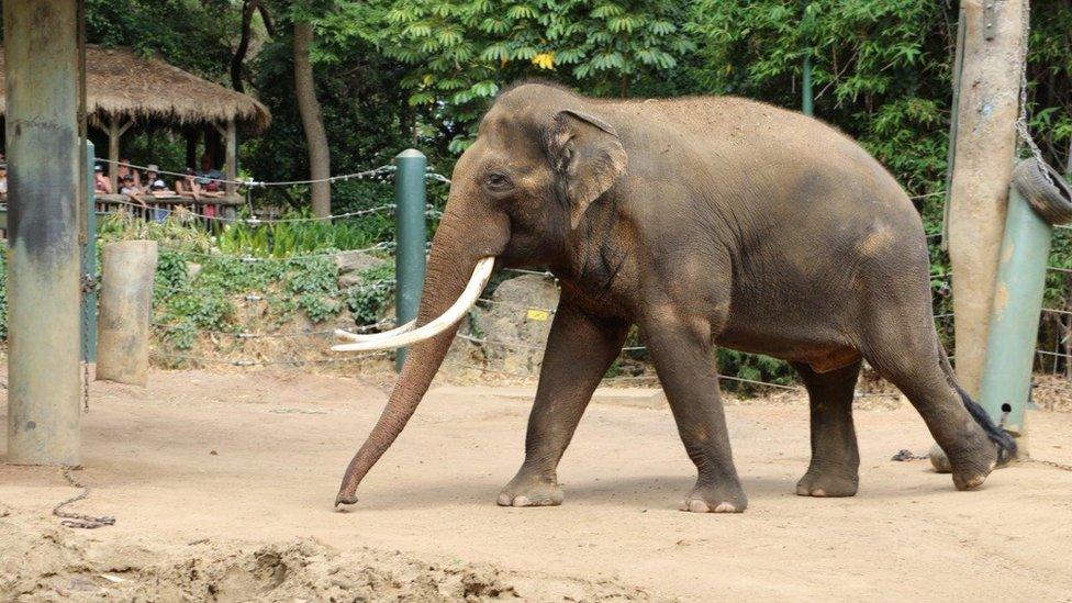 Putra Mas follows his nose in his enclosure