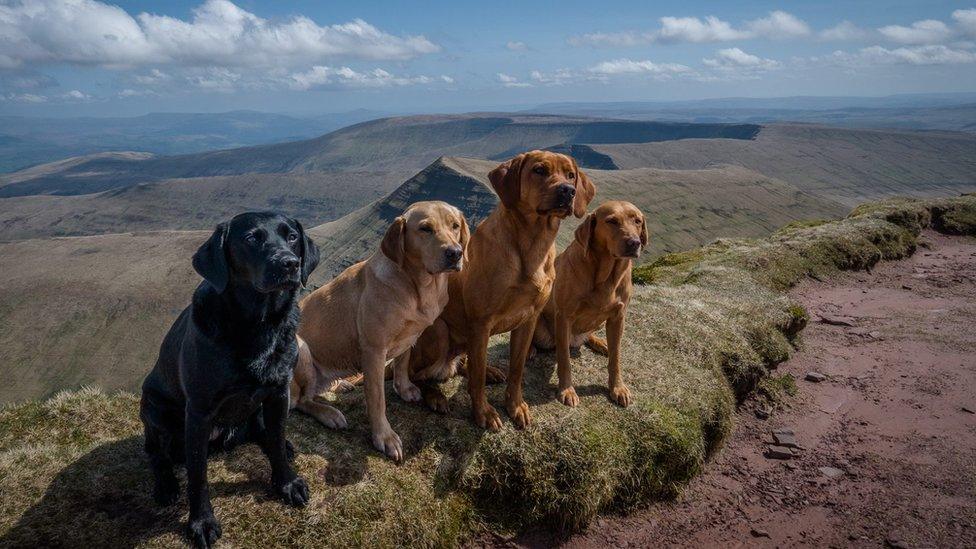 Four dogs on Pen y Fan in the Brecon Beacons