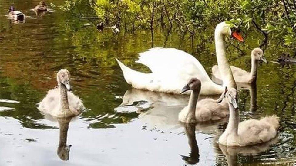 Swans family at Withybush Woods