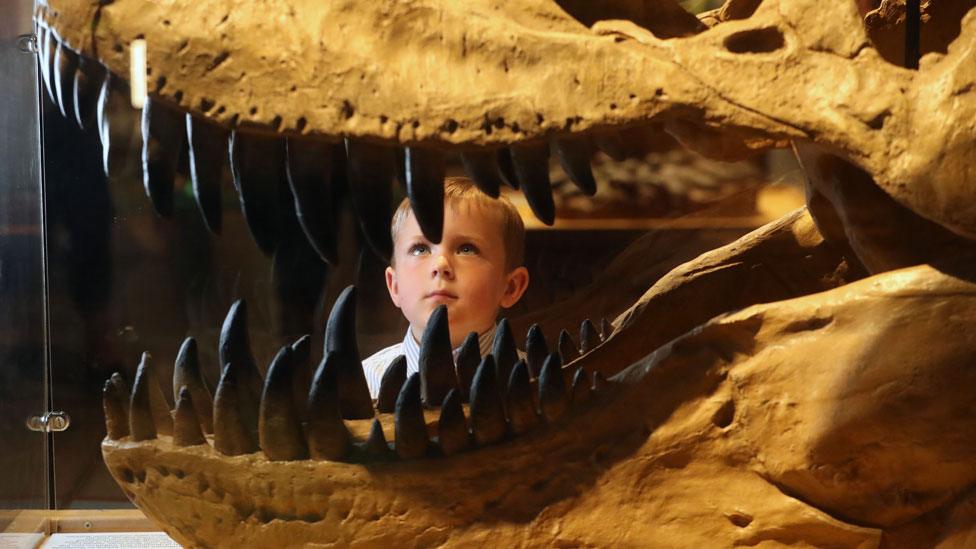 A child at a dinosaur exhibition