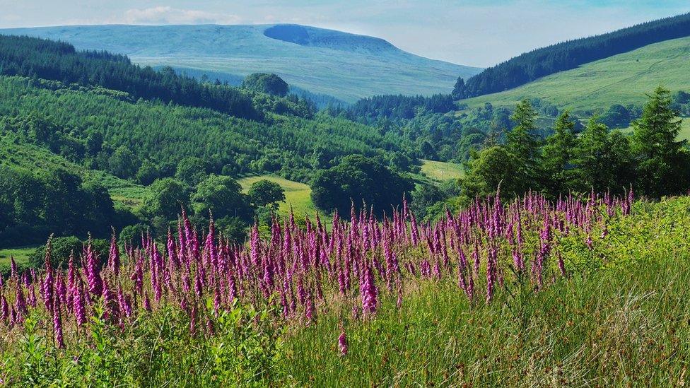 Foxgloves in the foreground and far-reaching countryside view beyond