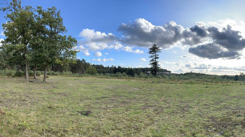 Hut Hill, Swinley Forest