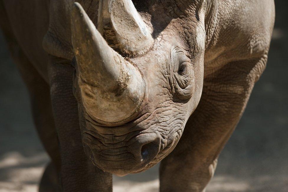 A black rhino