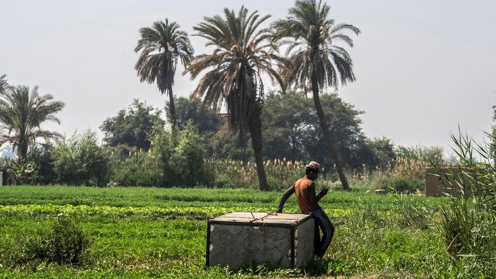 An Egyptian farmer uses a smartphone to access useful crop data