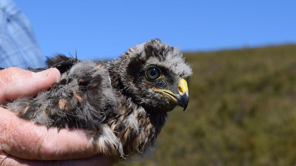 Hen harrier Marlin