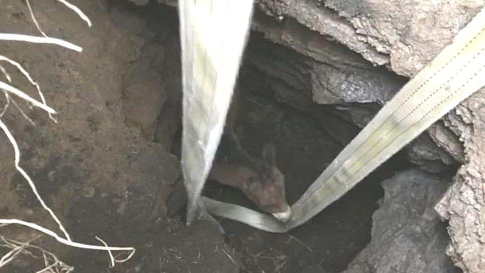 foal in a hole