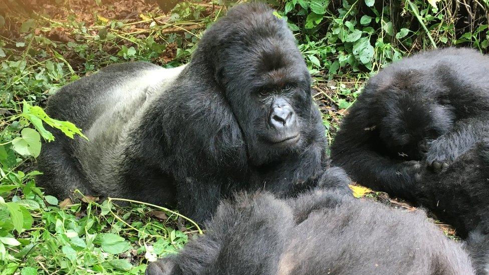 Mountain gorillas in Virunga national park, which is protected by Greentripper's project