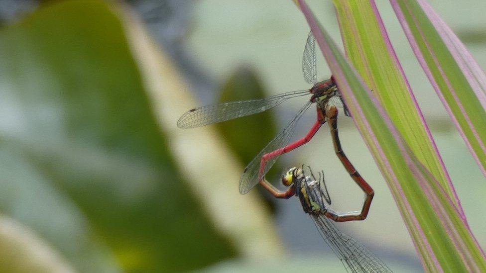 A pair of dragonflies forming a heart shape