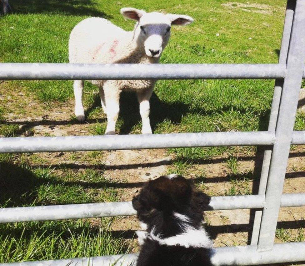 Non and lamb