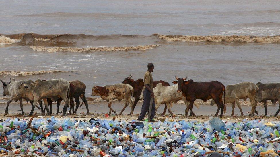 Man walking his cattle along the beach strewn with plastic bottles following floods in Ghana - Sunday 12 June 2016