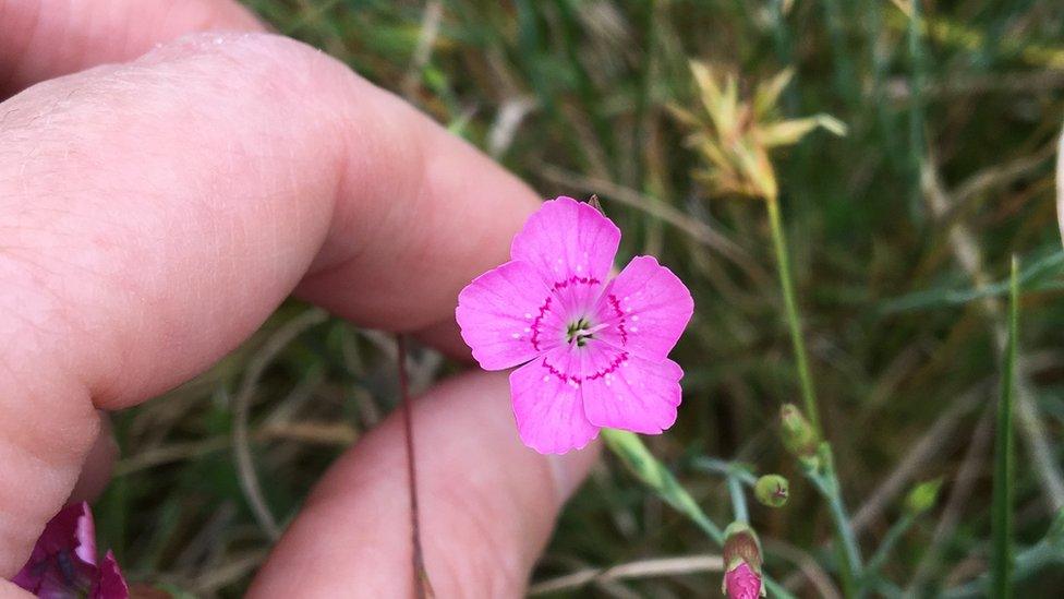 Maiden Pink