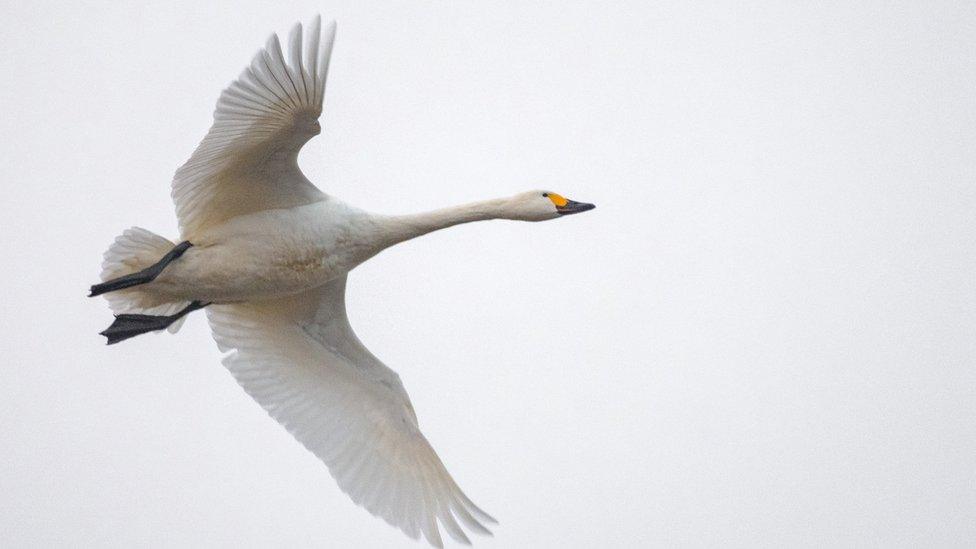 Bewick's swans